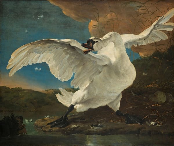 Swan around and swan song
