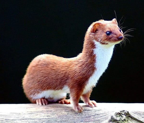 Mean as a suck-egg weasel