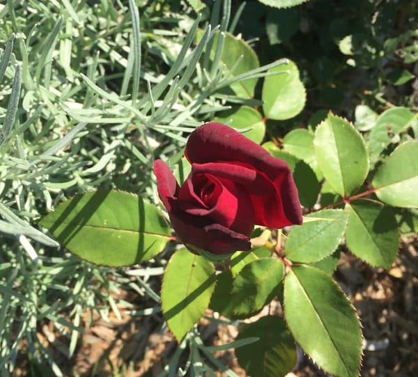 A rose is