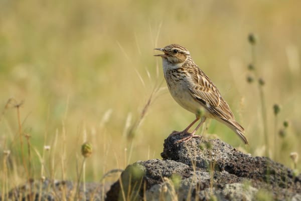 If the sky falls, we shall catch larks
